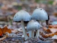 Kleine Pilzgruppe mit grauem Hut